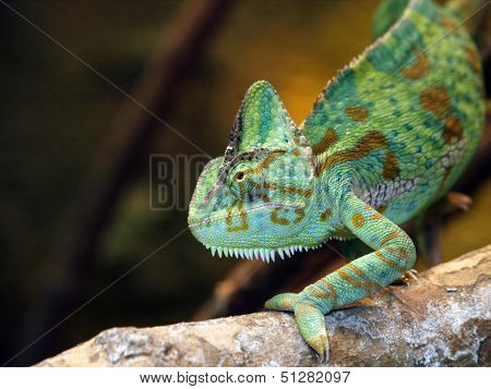 Chameleon