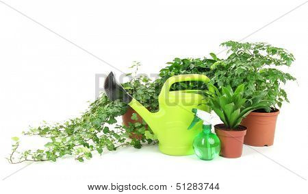 Beautiful flowers in pots isolated on white