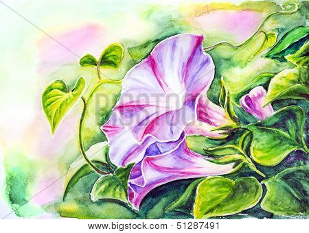 Convolvulus flowers. Watercolor painting.