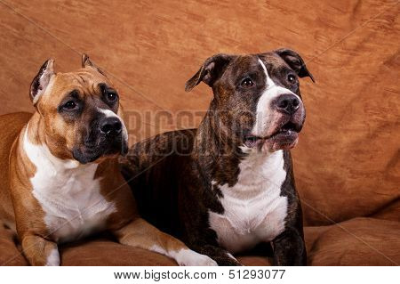 Two young dogs