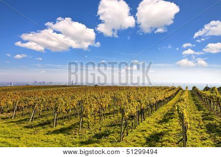 Vineyard Landscape With The Skyline Of Vienna In The Background