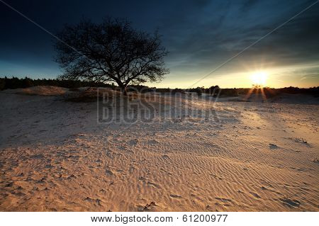 Gold Sunshine Over Sand Dunes