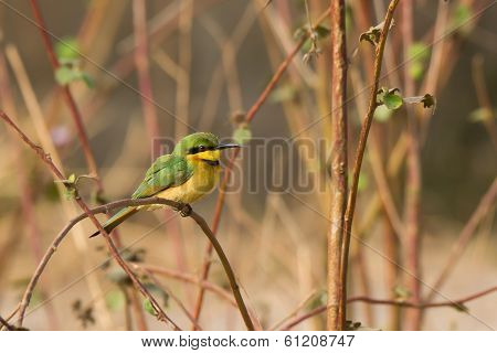 Little Bee-eater (merops Pusillus)
