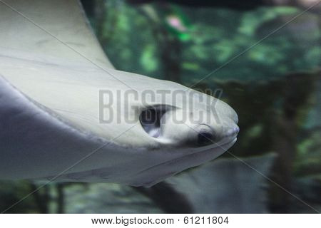 Stingray