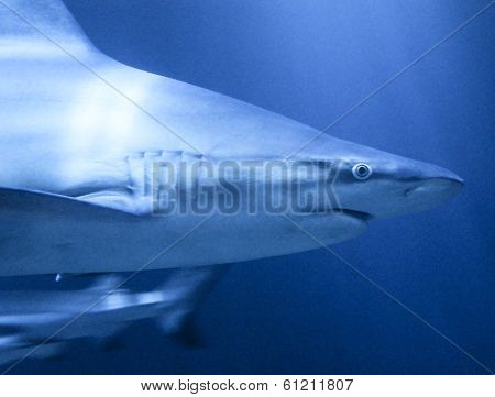 Shark
