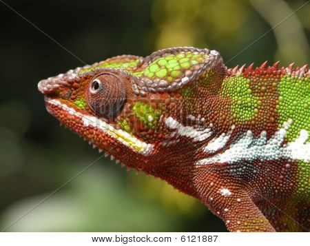 กิ้งก่าเปลียนสีสี