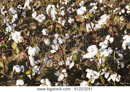 Cotton Farm