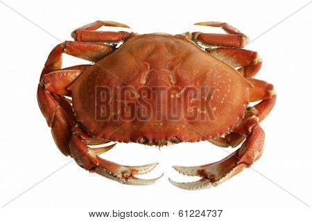 dungeness crab