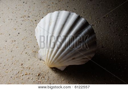 Scallop Shell with Shadow