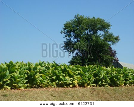 Plantas Tobaco
