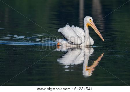 White Pelican (pelecanus Erythrorhynchos)