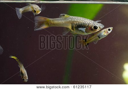 Guppy Multi Colored Fish