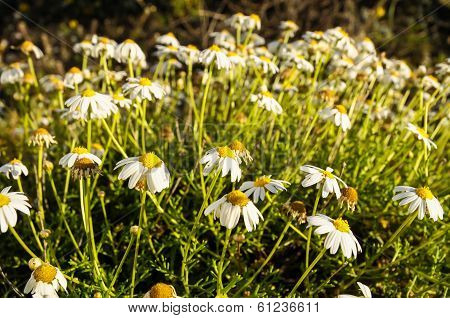 Camomilla Daisy Flowers