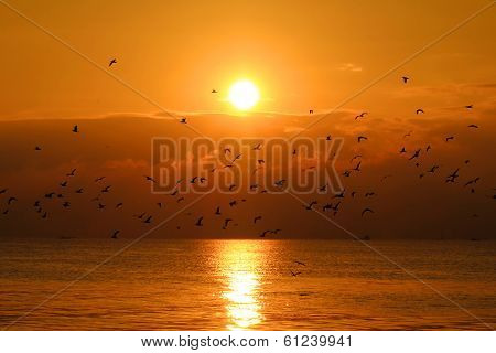 Seagulls In The Sunset