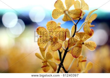 Orchid