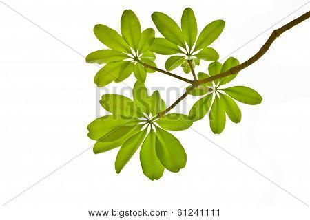Green Leave On White Background