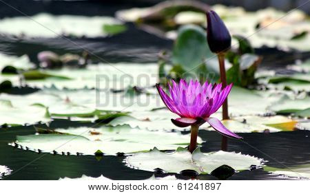 Lotus Flower