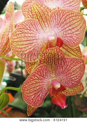 Rosa e bianco orchidea