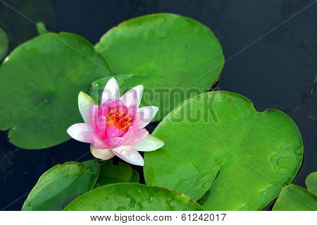 Lotus Flower