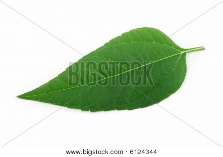 Green Leaf Isolated
