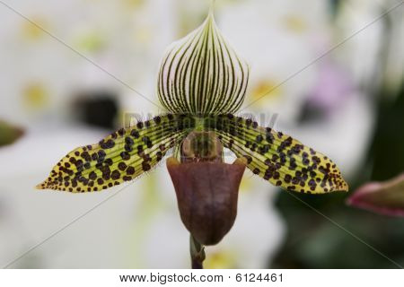 Orchidea Macro