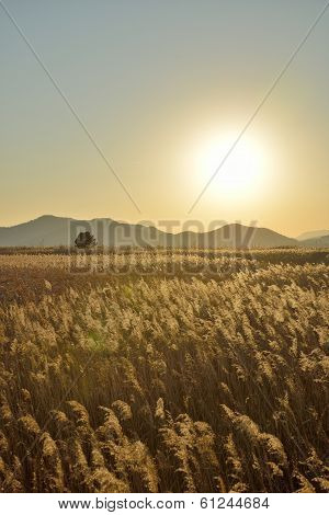 Landscape Of Reeds Field In Suncheon Bay In Korea