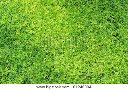Nature Green Background