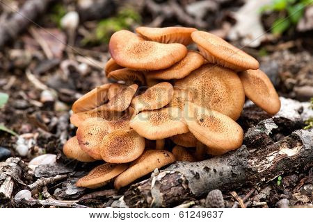 Ringless Honey Fungus(armillaria Tabescens)