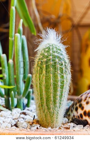 Green Cactus With White Thorn