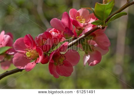 Blooming of Japanese Quince