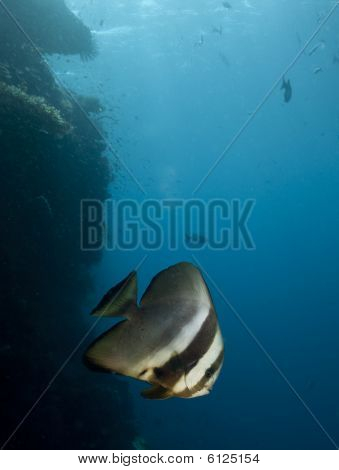 Gyldne Spadefish
