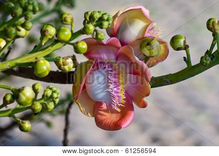 Shorea Robusta