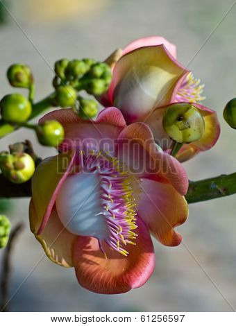 Shorea Robusta