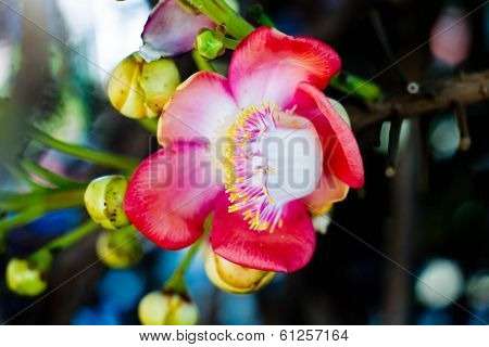 Shorea Robusta