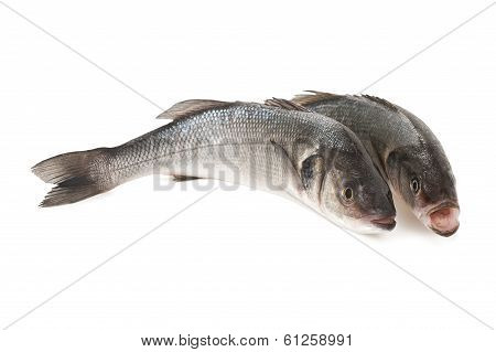 Sea Bass