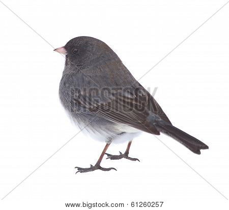 Isolated Junco