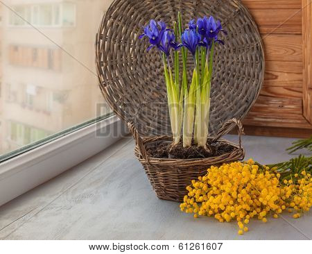Irises In A Basket And Mimosa On The Window