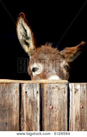 Shy Donkey