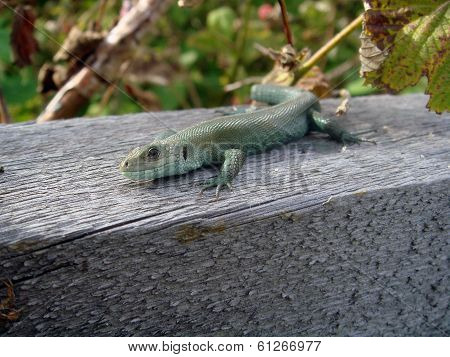 Green lizard