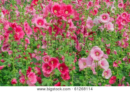 colorful flowers