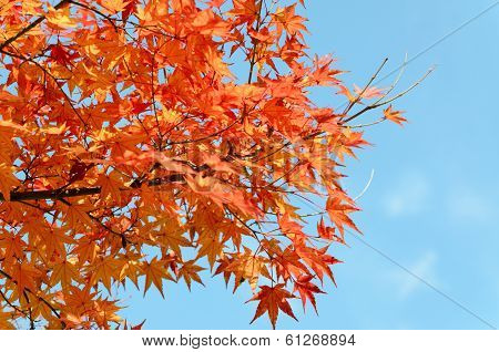 Red Maple Leaves In Autumn