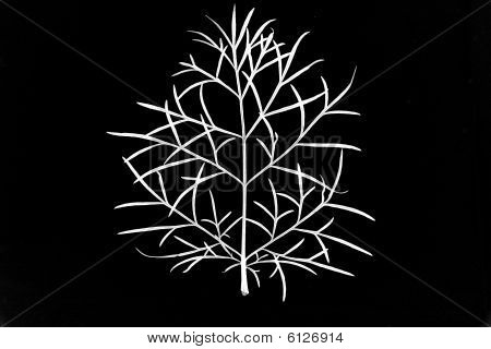 Valkoisia lehtiä mustalla pohjalla