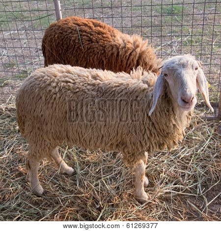Sheep standing