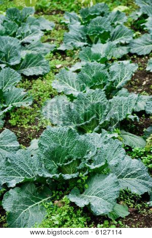 Økologiske frugtplantage