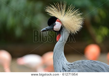 Black Crowned Crane