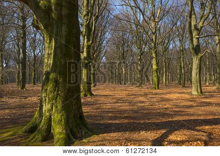 Beech forest in sunlight in winter