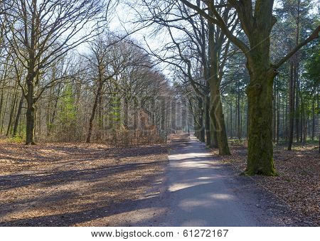 Path through a sunny beech forest in winter