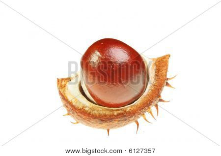 Conker In buccia