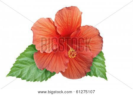 hibiscus flower on white background 