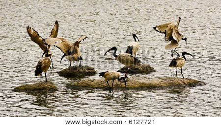 Ibis